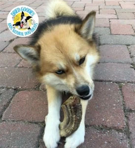 Cuerno de cordero golosina para perro masticable alta en proteínas-queratina baja en grasa - Elige tu talla L, M, S - Imagen 1 de 18
