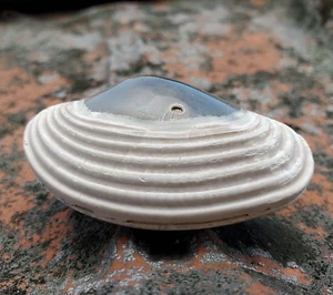 29 gr Natural Polished Bivalvia Clam Rough PELECYPODA Fossil - Picture 1 of 7