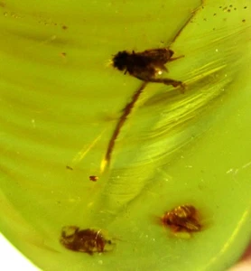 Insetti fossili multipli in ambra - Insetto Repubblica Dominicana - Foto 1 di 5