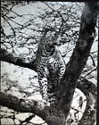 Foto Vintage Animali Leopardo Ft 341 - Stampa 27X37 Cm