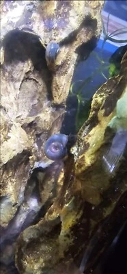 7 caracoles RAMSHORN LEOPARDO PÚRPURA pequeños a medianos equipo de limpieza en vivo para tanque Foto 1 de 3