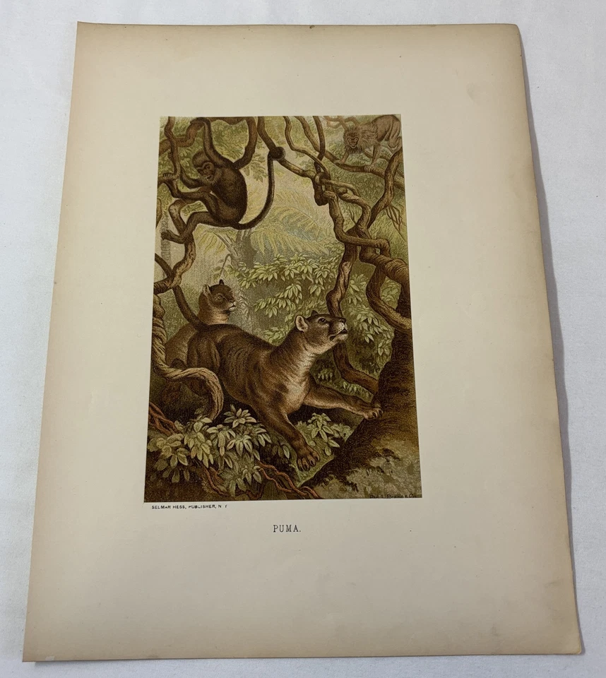 Litografía 1885 ~ PUMA ~ 9x12 Foto 1 de 1
