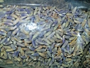 9 OZ Lavender Buds - Picture 1 of 3