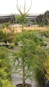 Larix laricina 'Michigan Tower' - American Larch *Live Plant - Picture 1 of 2