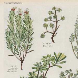 Daphne Passerina Pl 535 - Plante Flore -- Gravure de presse 1930 - Bild 1 von 2
