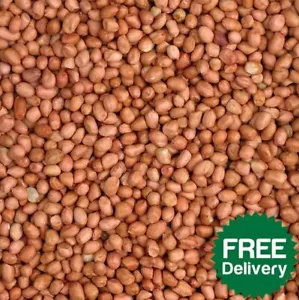 Whole Peanuts Standard Wild Bird Food High Oil Aflatoxin Safe Nuts Feed Seasons - Picture 1 of 5