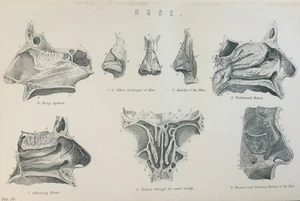 1870s Antique Print • Anatomy – Engraved Nose Plate • Victorian Medical Art - Picture 1 of 4