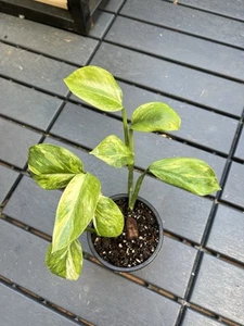 Monstera Lechleriana Variegata 2 Pflanzen im Topf - Bild 1 von 4