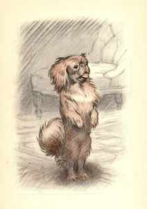 Sweet Vintage Pekingese Print 1930s G L Stampa Pekingese Art Illustration 5956a - Picture 1 of 2