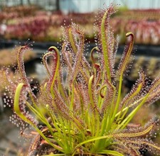 DROSERA CAPENSIS - PIANTA VIVA NO SEMI, PIANTA CARNIVORA