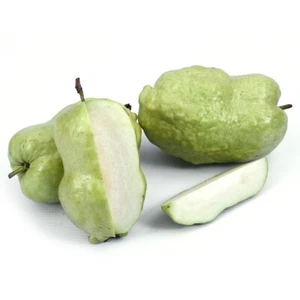 Guayaba híbrida BeauFlora (guayaba sin semillas, planta de capas) 1 planta de raíz desnuda - Imagen 1 de 1