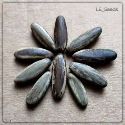 10 x Delonix regia Samen - Flammenbaum - Flamboyant - Blütenmeer - Zierpflanze - Bild 1 von 2