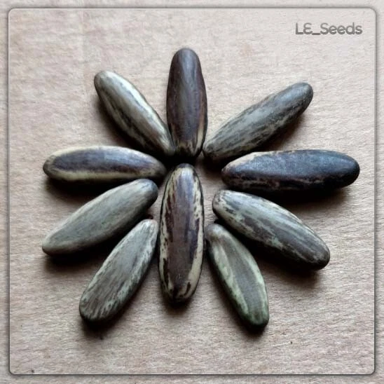 10 x Delonix regia Samen - Flammenbaum - Flamboyant - Blütenmeer - Zierpflanze - Bild 1 von 2