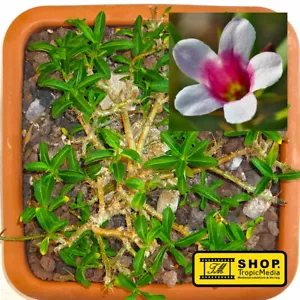 Pachypodium bispinosum - 10 Samen - Bild 1 von 11