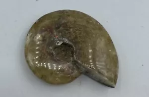 Fósil de amonita Madagascar 1 3/4 in Cristal Curativo Reiki Pulido JB2 - Imagen 1 de 4