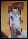 Pocztówka końska, konie AK, pocztówki koni Heye 1986 **