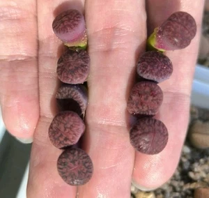 9pics-Lithops lesliei cv. Fred´s Redhead - Picture 1 of 2