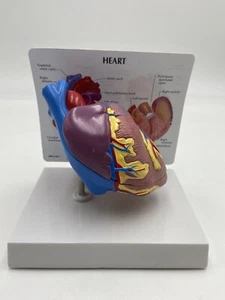 GPI Anatomical Heart Model, 2 Part - GP2500 - Picture 1 of 8