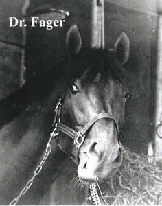 1968 - Dr. FAGER - Looking Out of His Stall - 8" x 10" - Picture 1 of 1