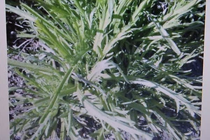 50 Samen Hirschhornwegerich,Minutina,Plantago coronopus #399 - Bild 1 von 1