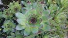 Joubarbe semperviivum  1 plante 10-15 cm diam enraçinée  varietaga cactus caudex