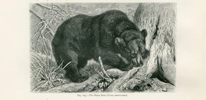 ANTIGUO OSO NEGRO 1885 ANIMAL GRABADO ARTE IMPRESIÓN - Imagen 1 de 1