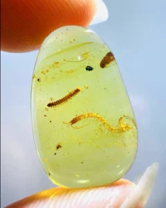 Burmese fossil burmite Cretaceous amber cockroach insect fossil amber Myanmar - Picture 1 of 4