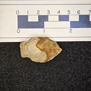 Auténtica punta de flecha Carolina (Atlatl) - Imagen 1 de 3