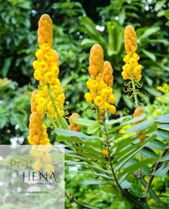 Cassia Alata Dried Leaves Senna Alata 1 oz Herbal Leaf Tea Candle Bush Skin Care - Picture 1 of 10