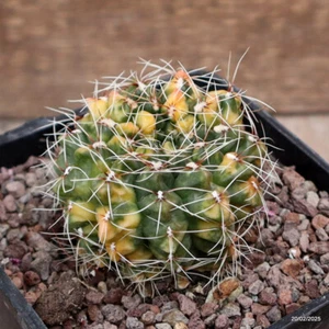A2407 GYMNOCALYCIUM BALDIANUM VARIEGATED Topf10-H6-B7 cm MaMa Kaktus - Bild 1 von 4