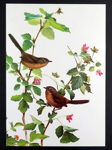 Estampado de pájaros vintage WREN TIT por J. Fenwick Lansdowne 14x10 pulgadas - Imagen 1 de 3