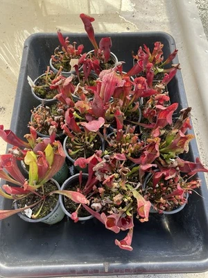 Sarracenia - Purpurea X (Oreophila X Legacy) - Pacote com 20 a granel! - Imagem 1 de 3