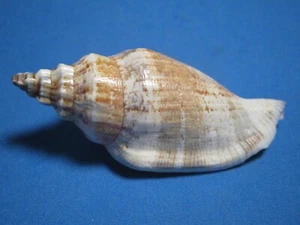 Canarium urceus (Linnaeus, 1758) "A GIANT REPRESENTATIVE!"  (67.3mm) - Picture 1 of 4