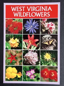 West Virginia Wildflowers Azalea Lily Morning Glories David Crown Postcard 4x6 - Picture 1 of 2