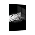 Impression sur Verre 70x100cm Tableaux Image Photo Blanc Tigre Noir Et Blanc
