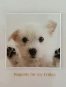 WHITE TERRIER PUPPY/DOG 'PAWS UP' PHOTO FRIDGE MAGNET - M18 - Picture 1 of 1