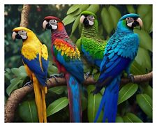 FOUR PARROTS COLORFUL BIRDS NATURE 8X10 FANTASY PHOTO