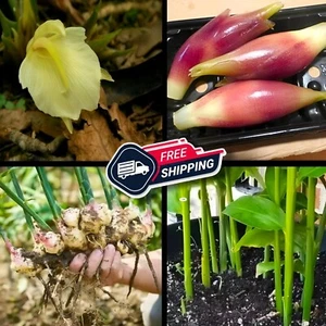 3 Myoga Ginger Roots – 85% Discount, Free Shipping & Ready to Plant! - Picture 1 of 5