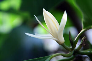 Michelia Alba/Magnolia Champaca Live Plant  (White Flowers)