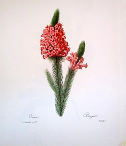 P.J. Redoute # 37 Erica Bruyere Langlois Vintage Print - Bild 1 von 1