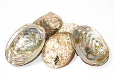 Collectible Shells for sale | eBay