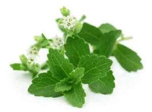 400+ STEVIA REBAUDIANA SEEDS (0.5g) NATURAL SWEETENER ORGANIC NON-GMO USA Seller - Picture 1 of 8