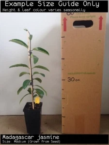 Madagascar Jasmine (Stephanotis floribunda) Tree Plant - Picture 1 of 5