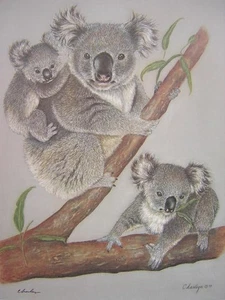 Impresión artística firmada por árbol de eucalipto de la familia Charleyn Koala edición limitada - Imagen 1 de 1