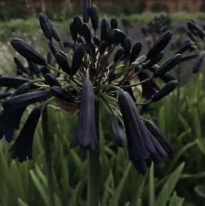 Agapanthus Black Magic      /10 Seeds/   African Lily