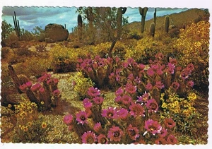 Arizona Postkarte Frühling im Herzen von Desertland - Bild 1 von 2