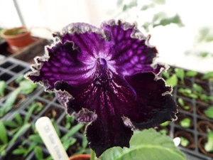Streptocarpus DS Solar Eclipse ( Last plant of the current stock ) - Picture 1 of 2