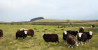 Photo 12X8 Sheep On Site Of Roman Fort Mungrisdale The Sheep Are In Occupa C2016