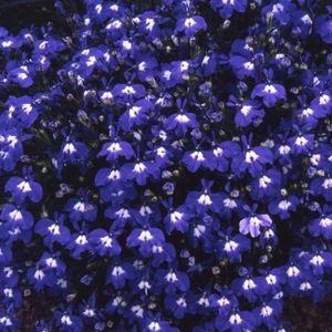 50 SEMILLAS de LOBELIA Enana Compacta - Bild 1 von 1