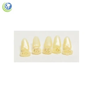 Tooth #23, 24, 25 or 26 Lower Anterior Short Polycarbonate Crown Cap Refills - Picture 1 of 12